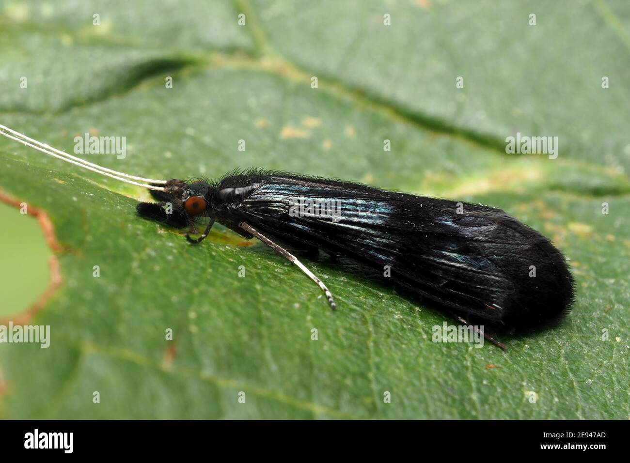 Mystacides azurea caddisfly at rest on alder leaf. Tipperary, Ireland Stock Photo