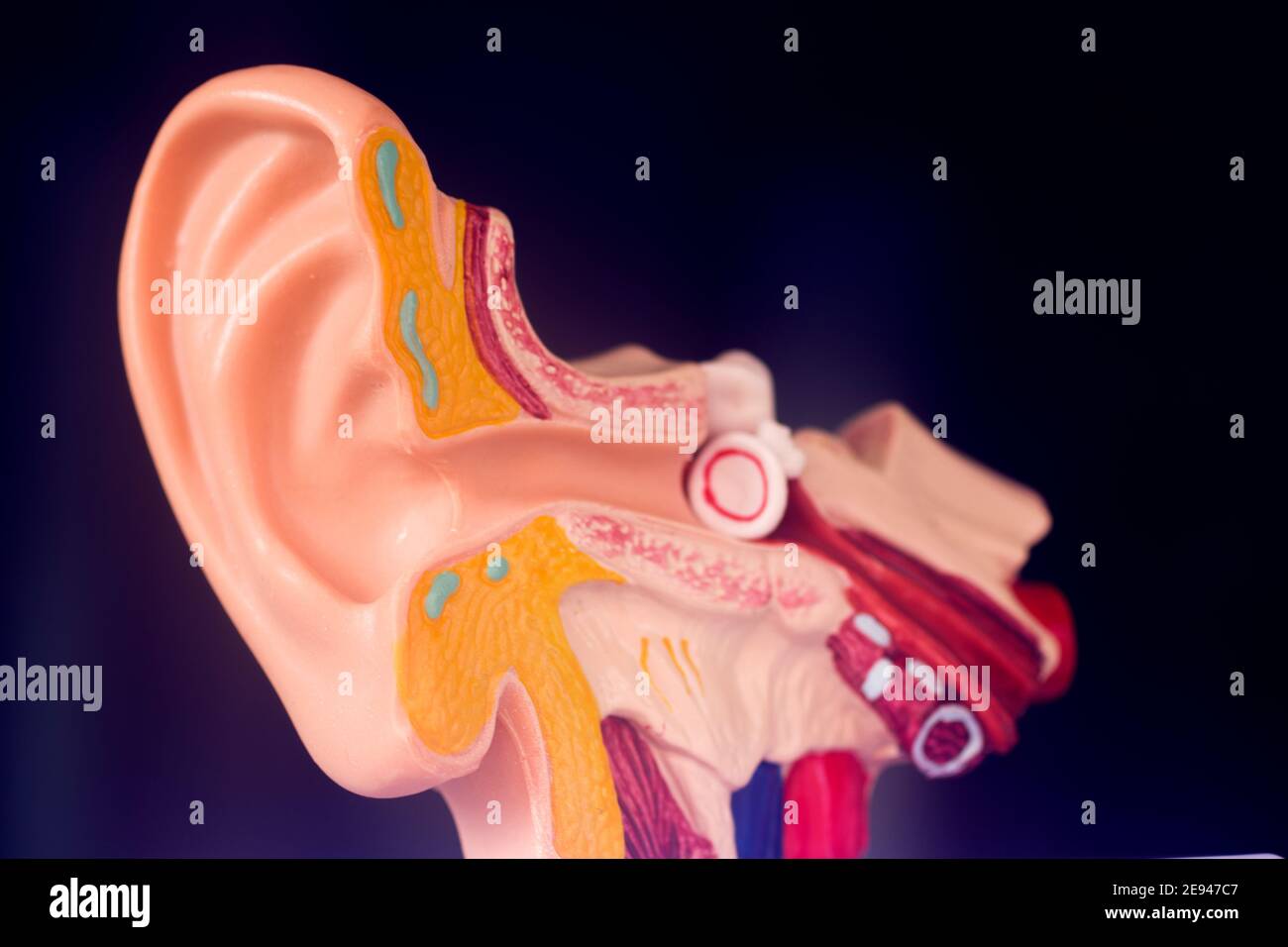 Hearing ear medical teaching model. Stock Photo