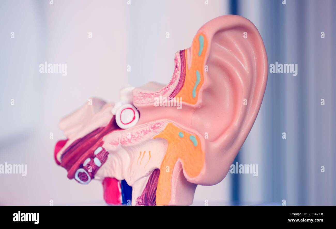 Hearing ear medical teaching model. Stock Photo