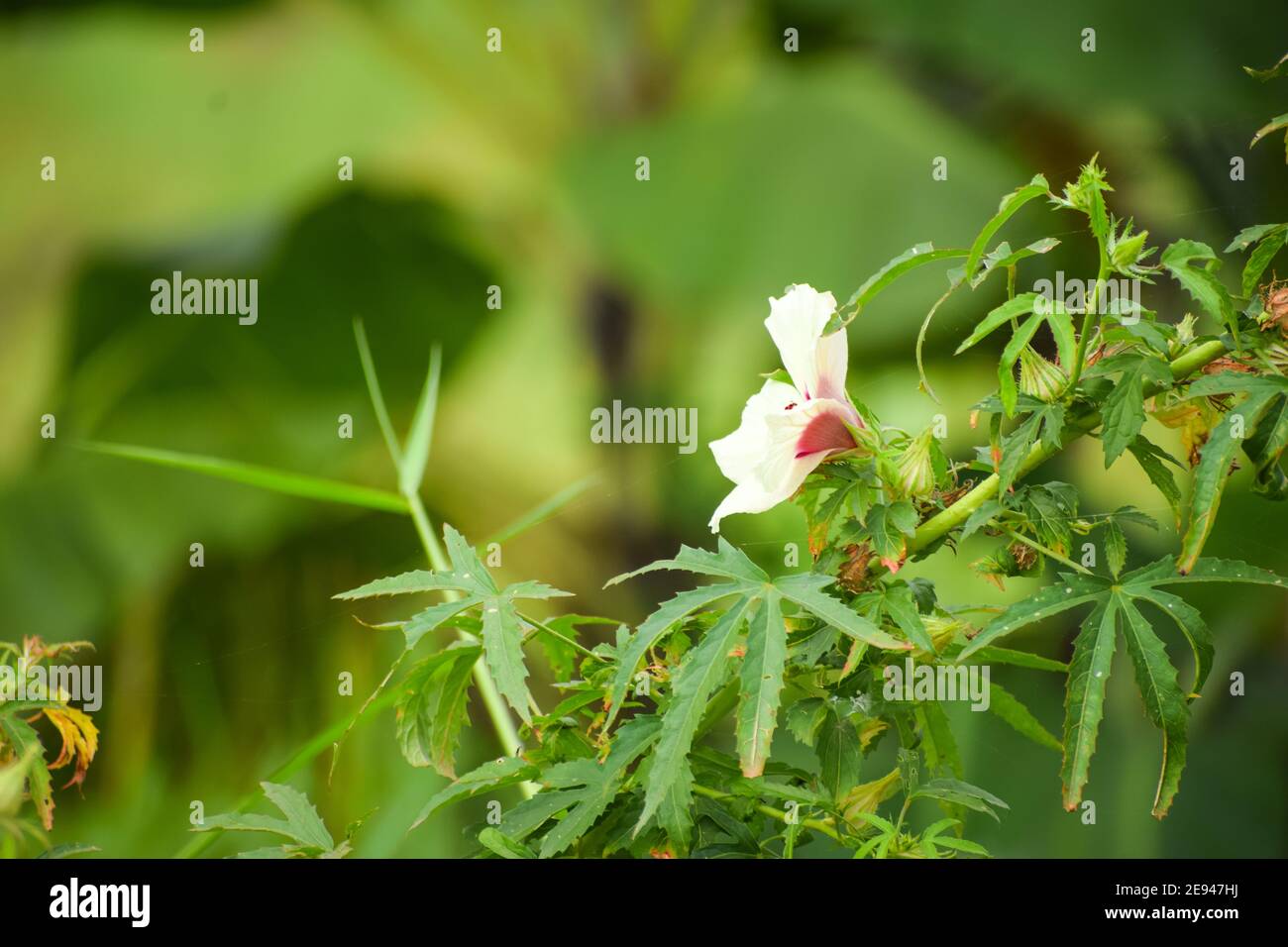 Blossomed flower of a kenaf plant (Hibiscus cannabinus) Stock Photo
