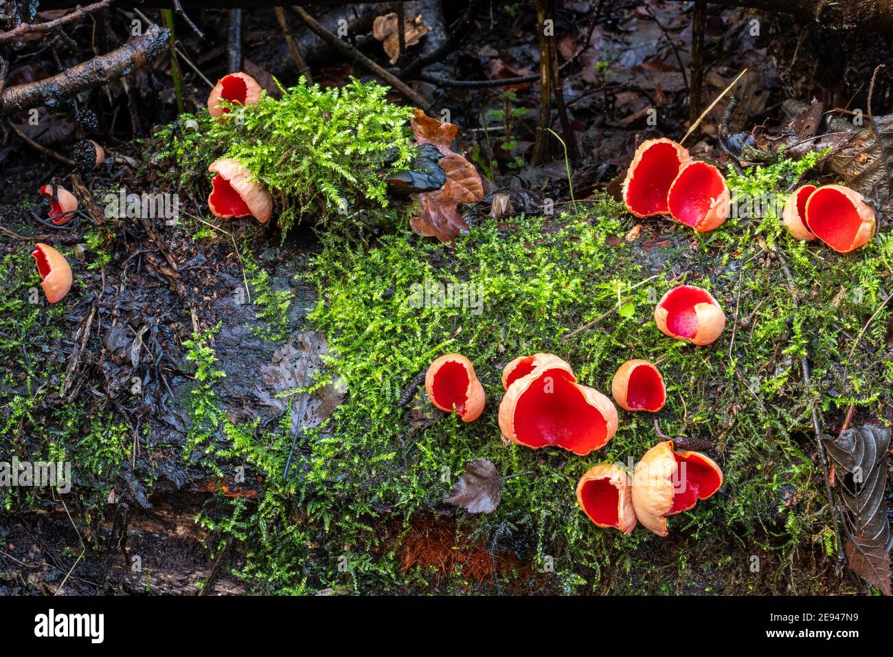 Scarlet elf cup fungi (Sarcoscypha austriaca) on a log pile in winter, UK. Scarlet elf cups. Stock Photo