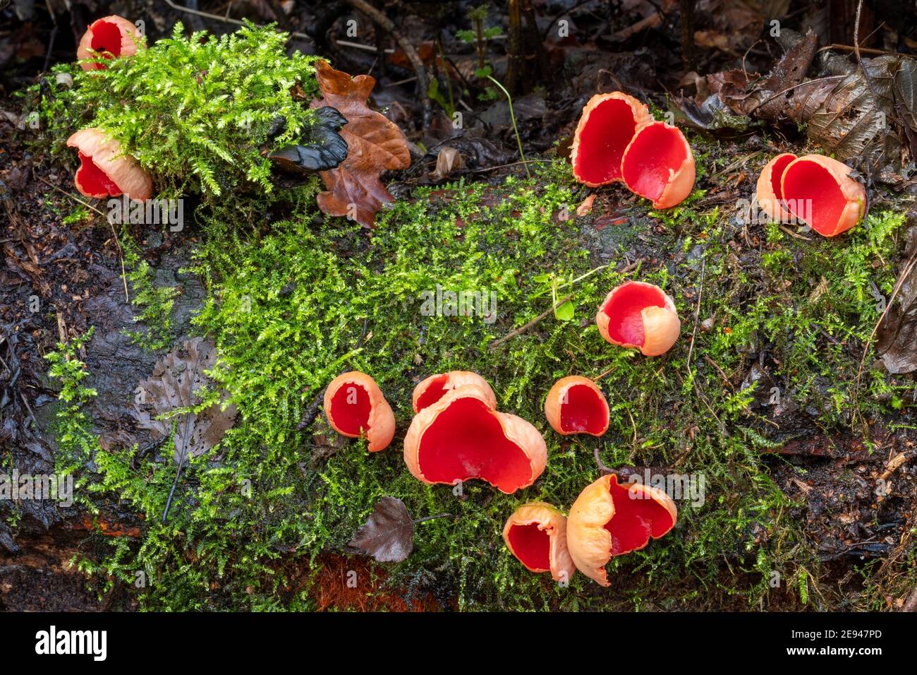 Scarlet elf cup fungi (Sarcoscypha austriaca) on a log pile in winter, UK. Scarlet elf cups. Stock Photo