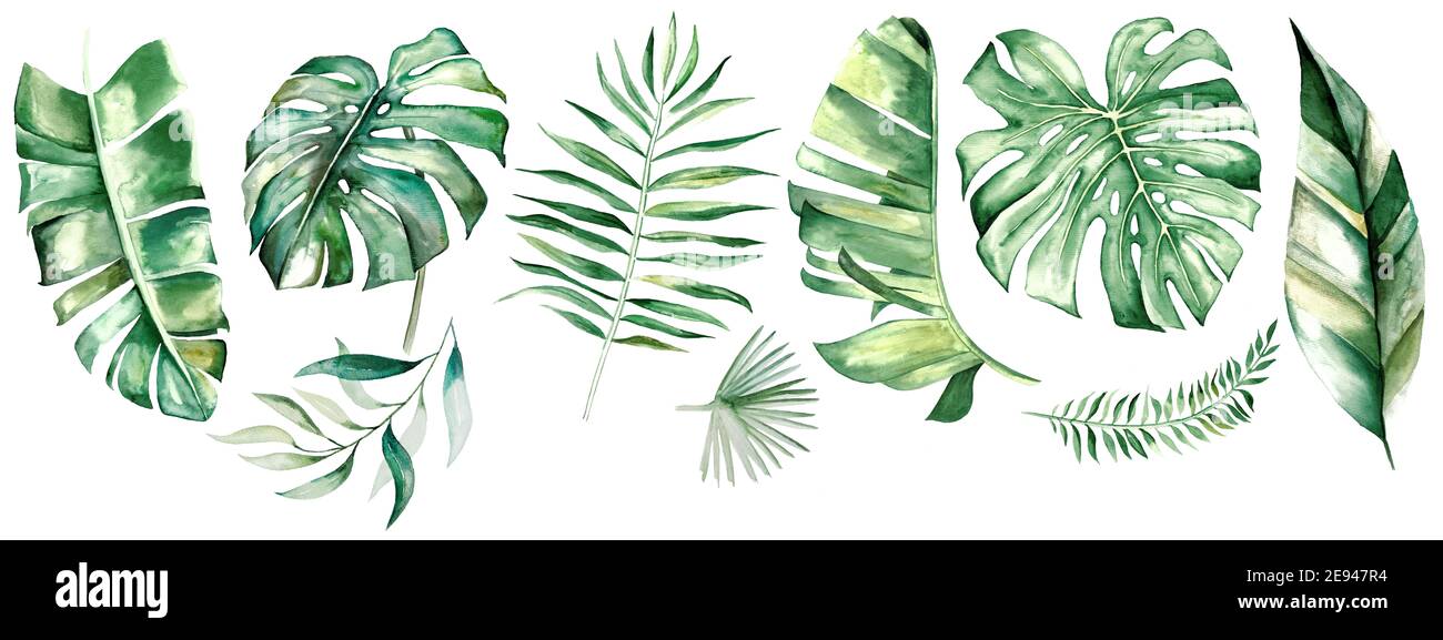 Watercolor tropical leaves. Botanical jungle illustration. Exotic. watercolor set Stock Photo