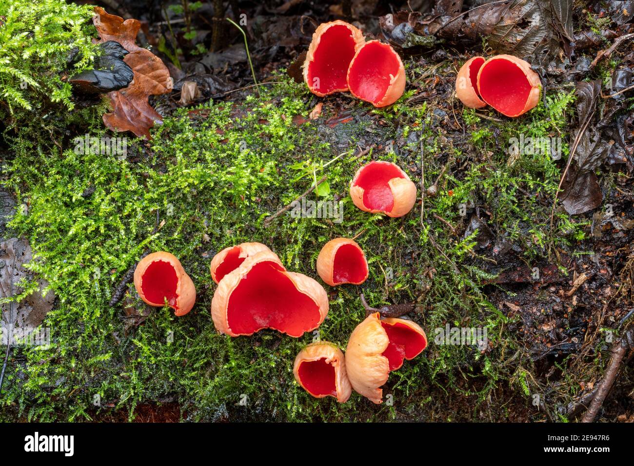 Scarlet elf cup fungi (Sarcoscypha austriaca) on a log pile in winter, UK. Scarlet elf cups. Stock Photo