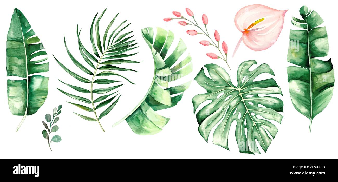 Watercolor tropical leaves and flowers. Botanical jungle illustration. Exotic. watercolor set Stock Photo