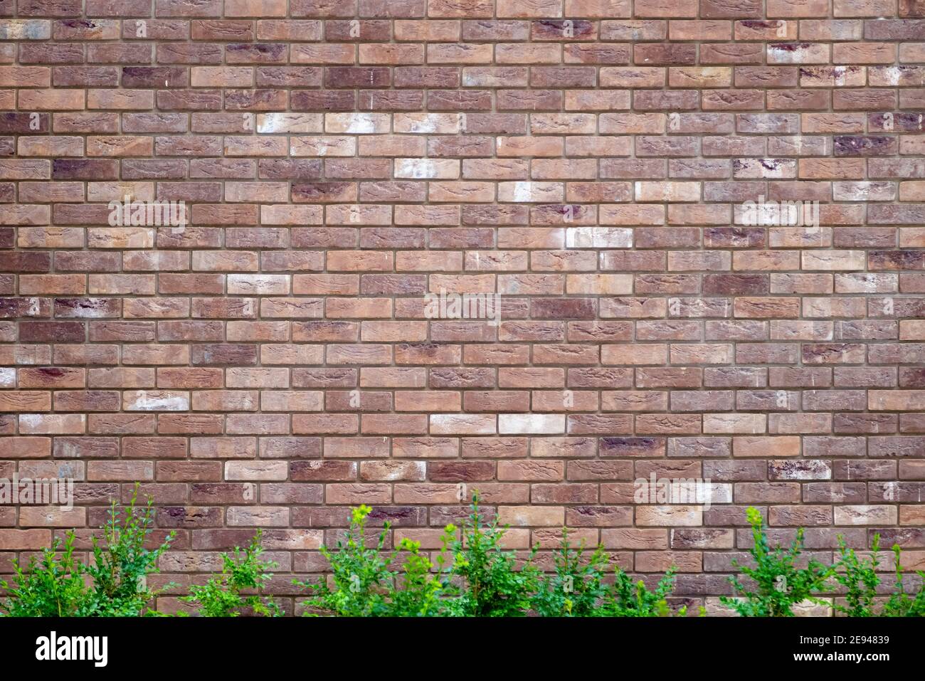 Brick wall background with green bushes. Building construction texture. Stock Photo