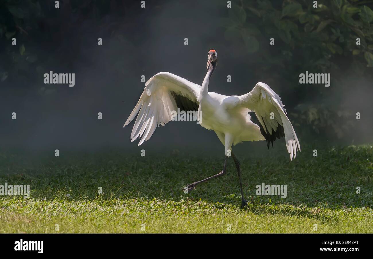 Red crowned crane in green grass Stock Photo
