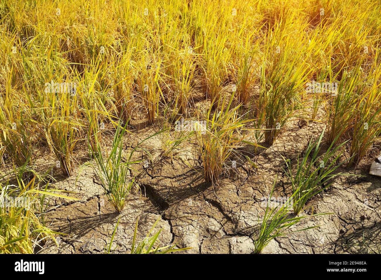 Rice field on rice paddy green color lush growing is a agriculture ...