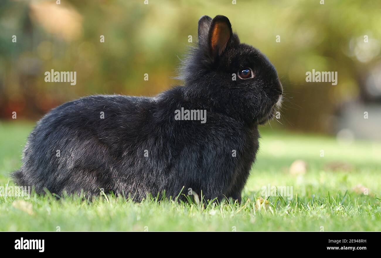 cute black dwarf rabbit sitting on green lawn in attentive position Stock Photo