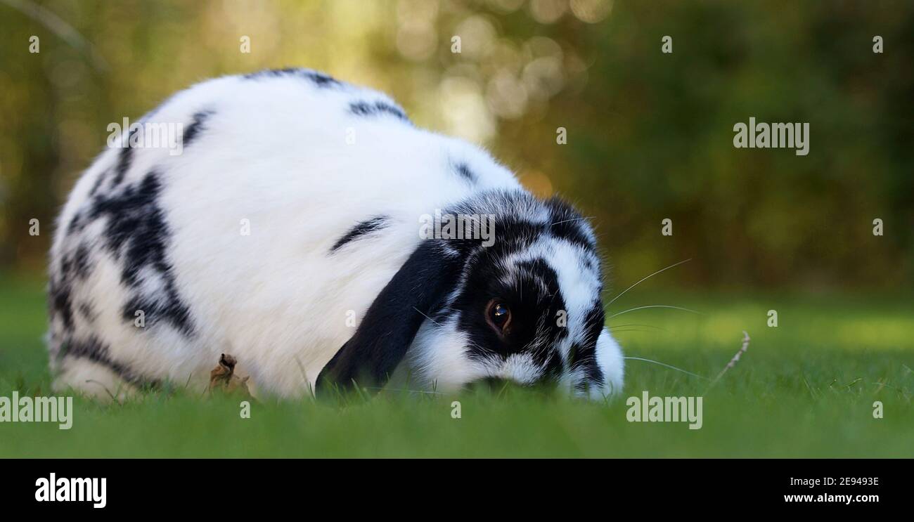 black and white dwarf ram rabbit on lawn grazing Stock Photo - Alamy