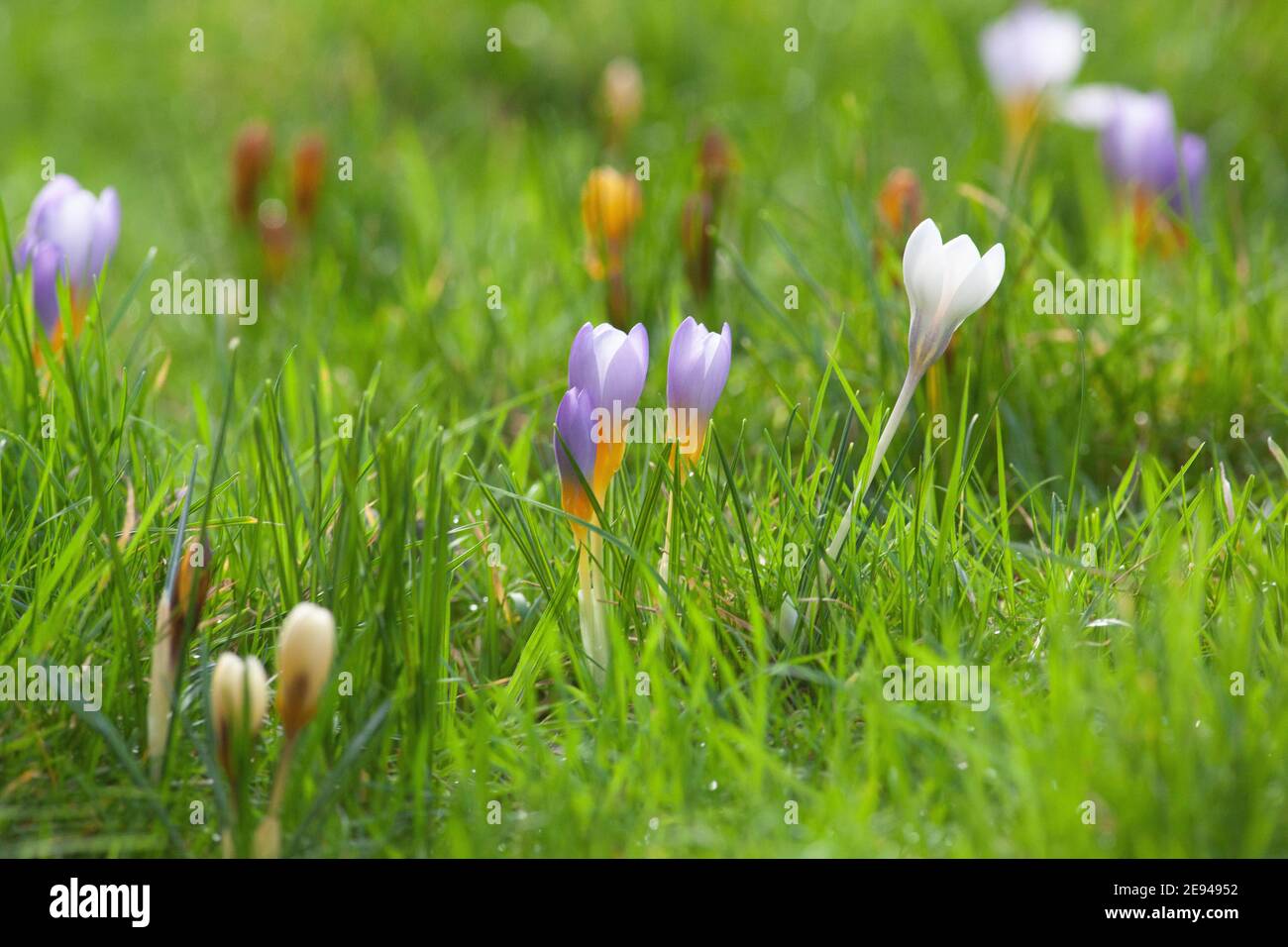 UK Weather, London, 2 February 2021: mild weather and sunshine in the south of England encourages crosuses into flower, even while snow is falling in the north of the UK. Anna Watson/Alamy Live News. Stock Photo
