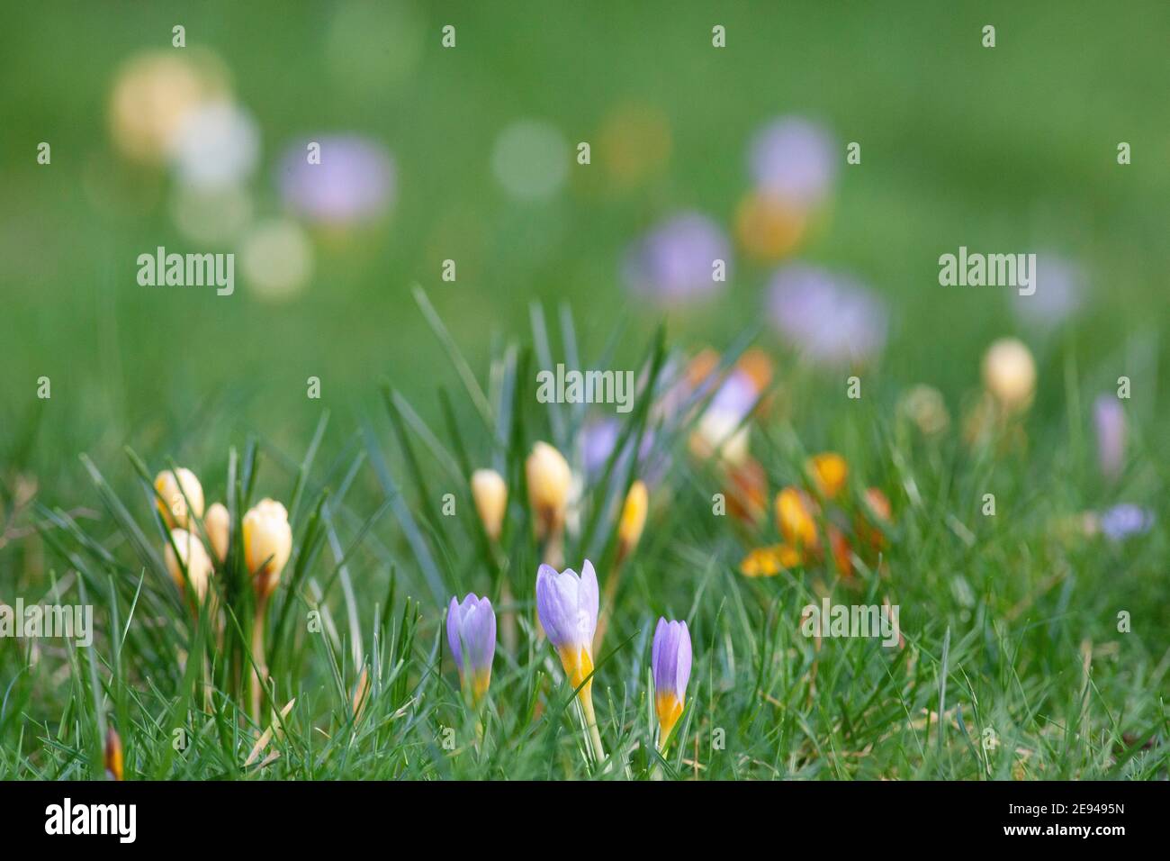 UK Weather, London, 2 February 2021: mild weather and sunshine in the south of England encourages crosuses into flower, even while snow is falling in the north of the UK. Anna Watson/Alamy Live News. Stock Photo
