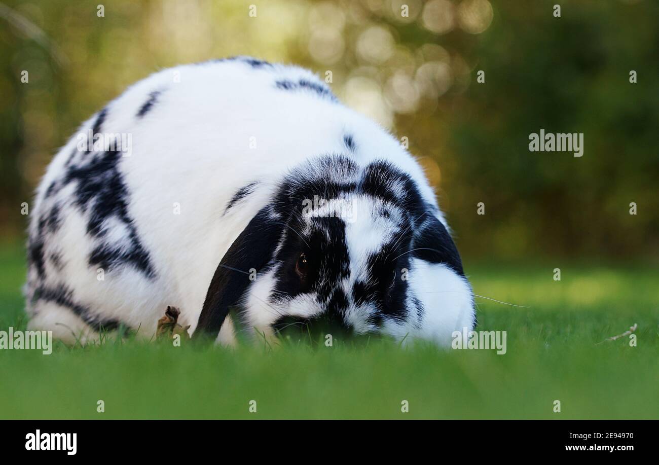 black and white dwarf ram rabbit on meadow eating grass Stock Photo - Alamy