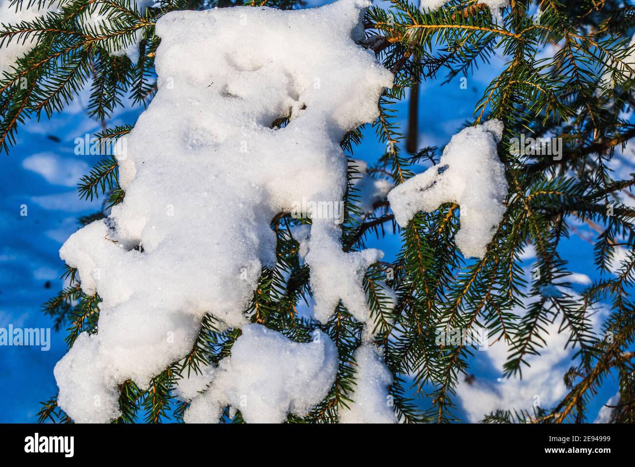 Spruce Branches Covered with Fresh Snow Stock Photo