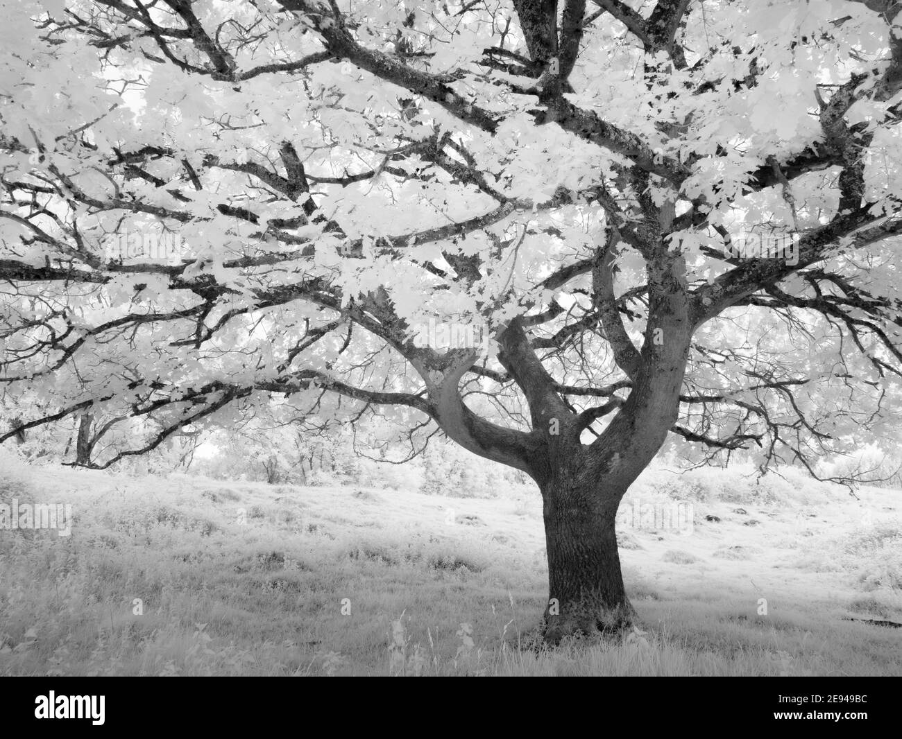 An infrared image of the foliage on an oak tree in summer. Stock Photo