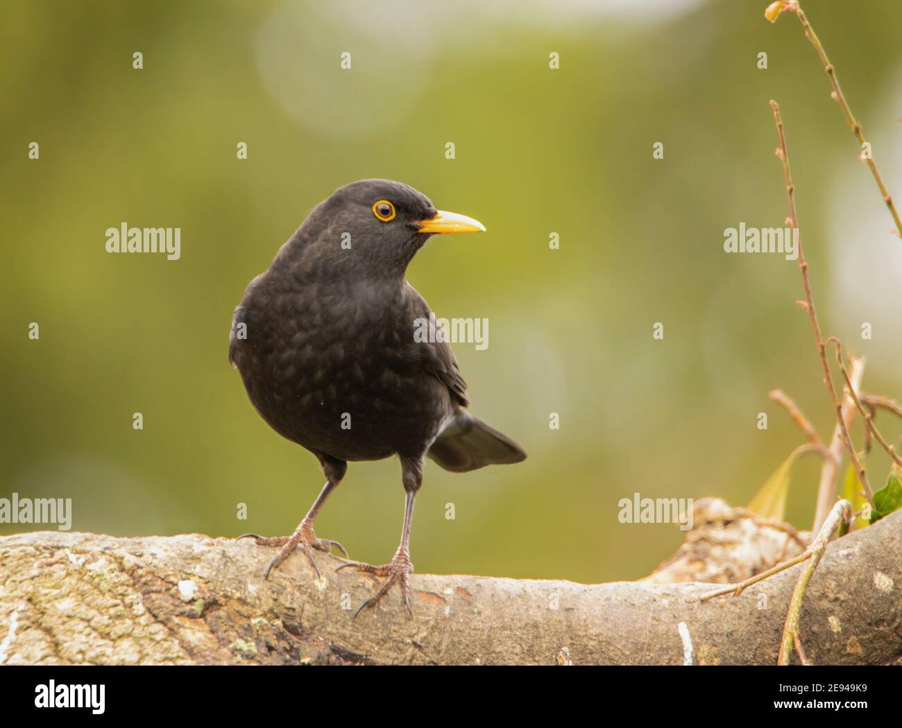 Blackbirds, over a British Garden, Bedfordshire, UK Stock Photo