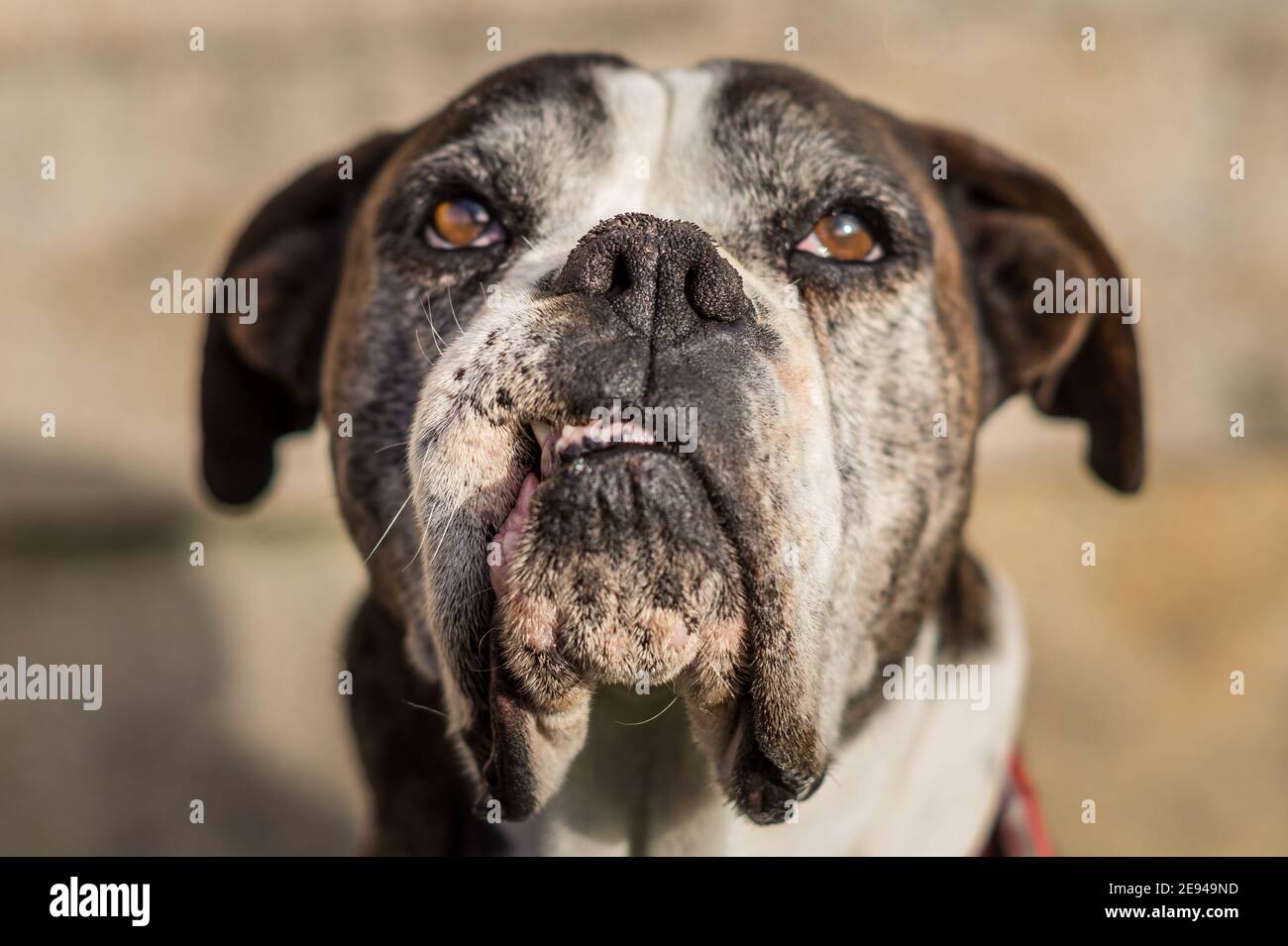 Rudolf is an old boxer, who has been with us all the time. Real friend and part of our family. Stock Photo