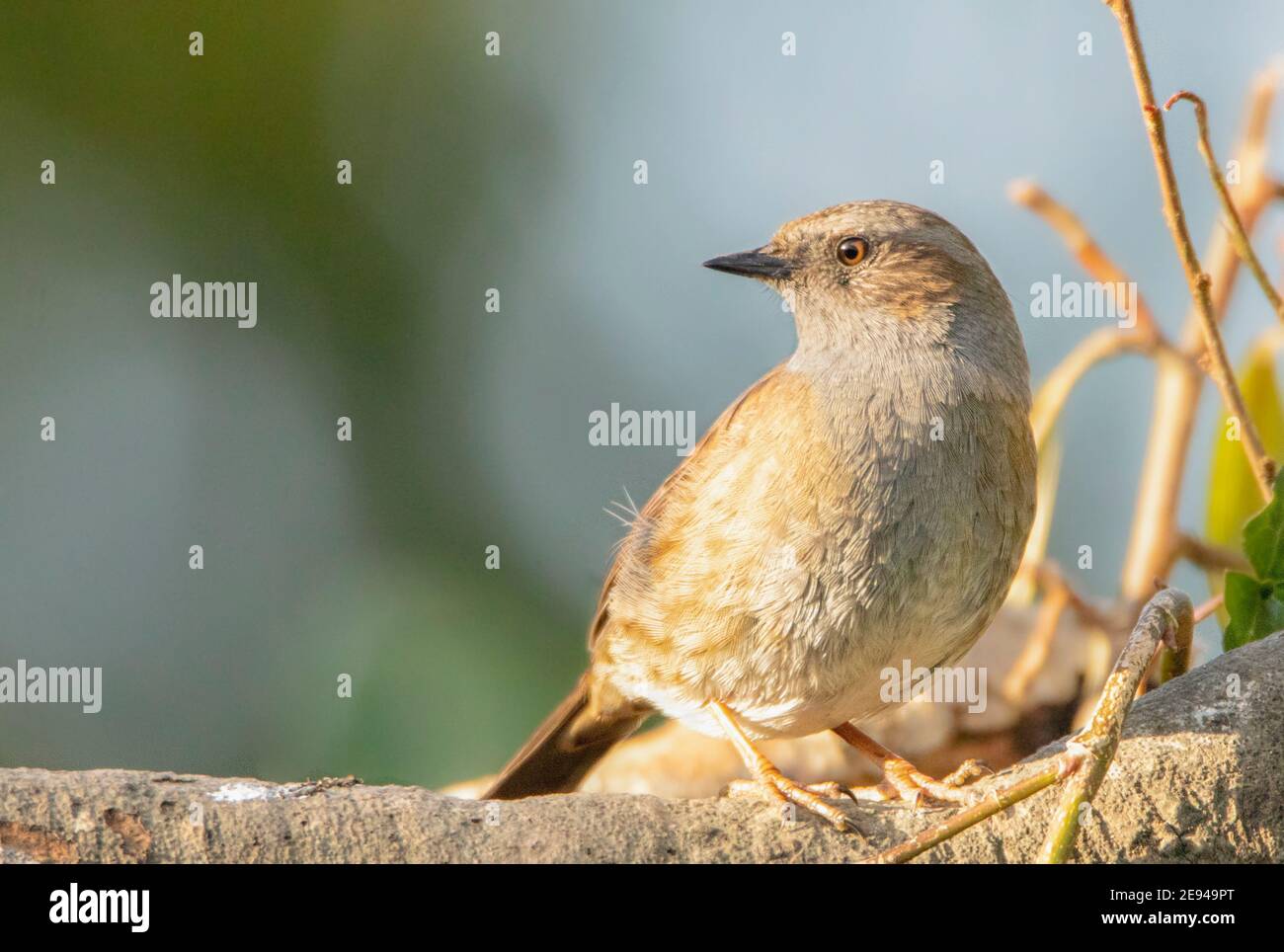 Closeup of brown feathers and plumage of a wild bird Stock Photo