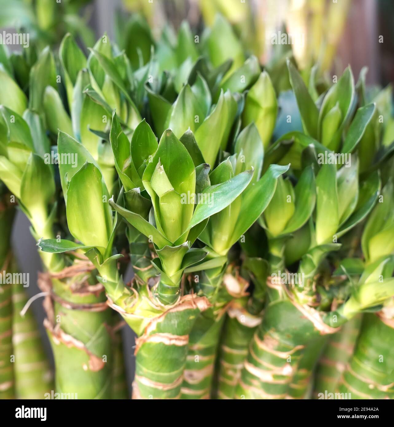 Lucky bamboo plant (Dracaena sanderiana)for sale Stock Photo Alamy