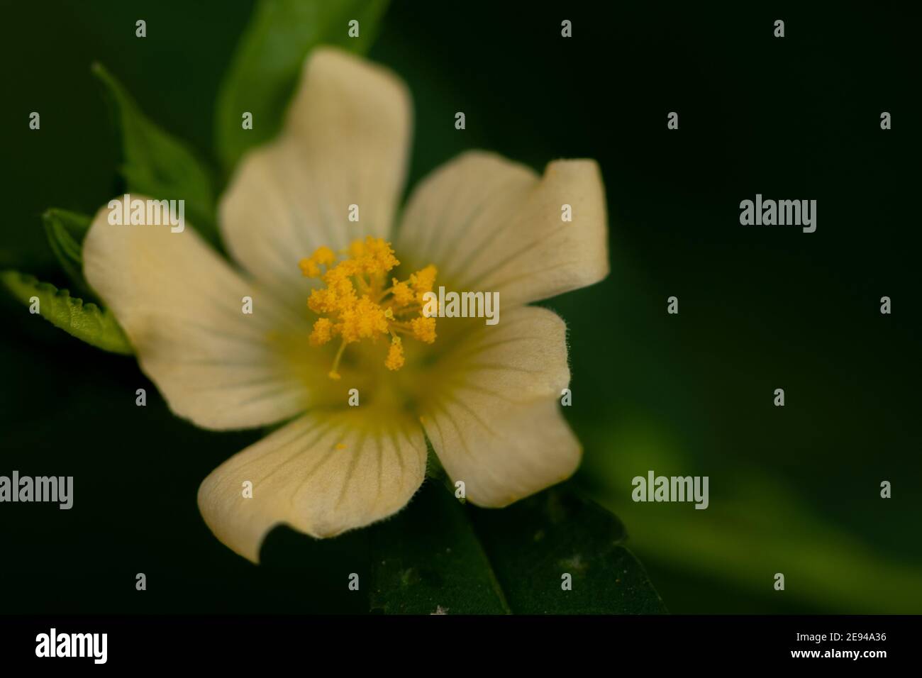 A wild flower with off white petals and yellow center Stock Photo