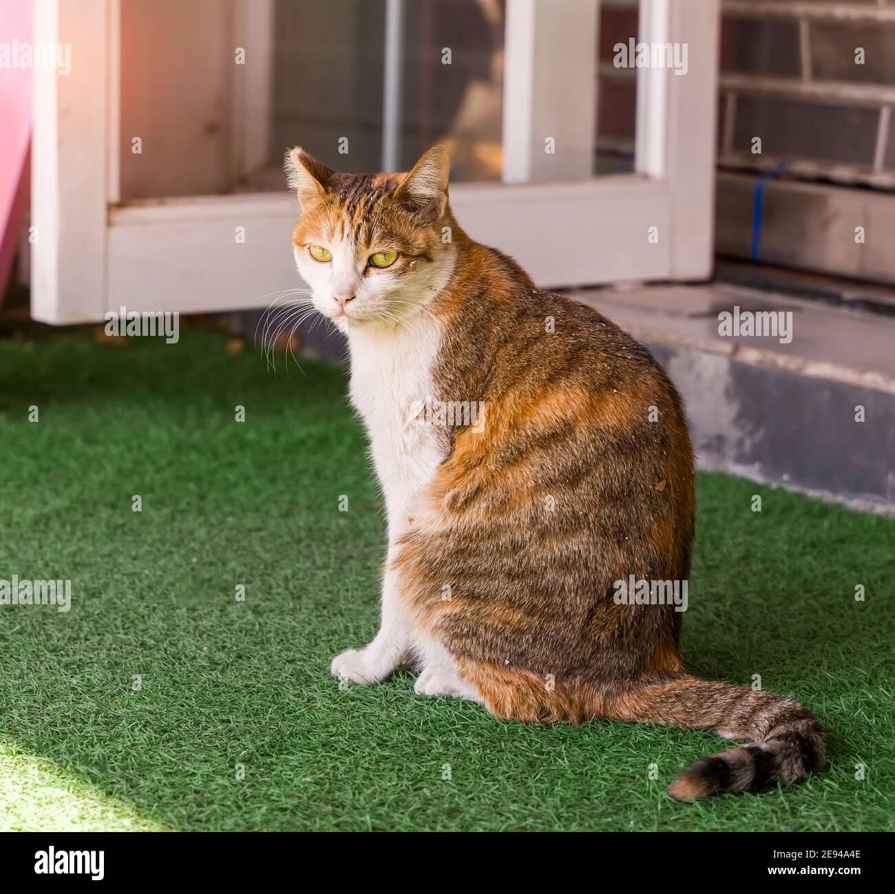 cat playing at home backyard Stock Photo