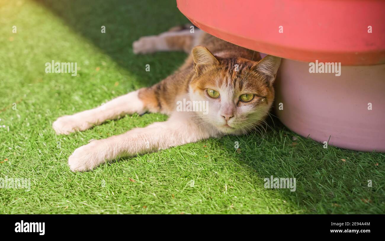 cat playing at home backyard Stock Photo