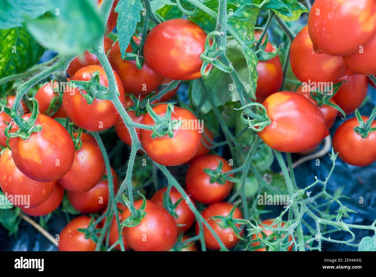 Britains breakfast tomatoes suffering from greenback Stock Photo