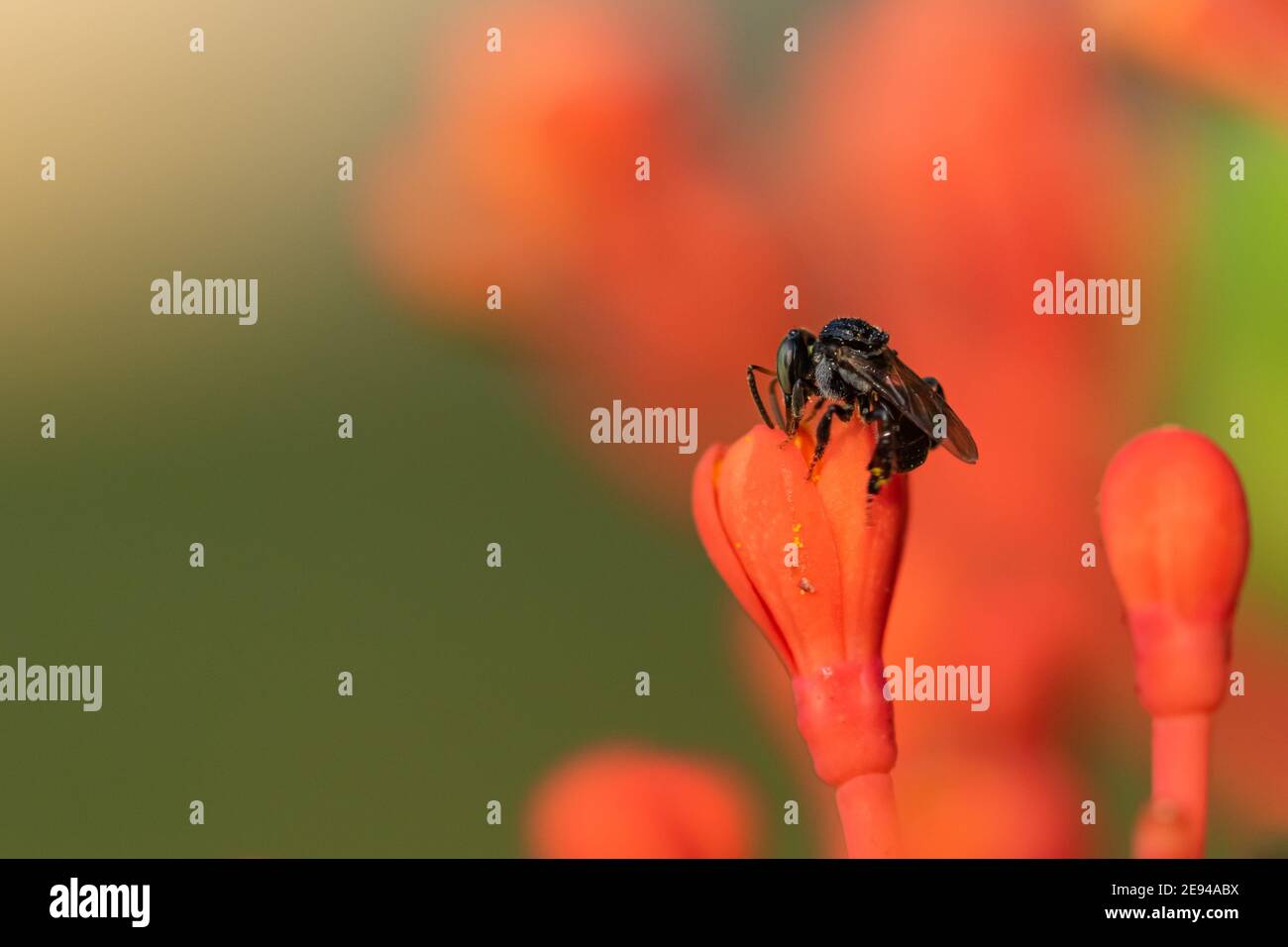 A close up Macro image of a small black bee taking nectar from a red flower Stock Photo