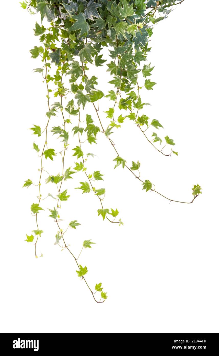 green ivy isolated on a white background Stock Photo - Alamy