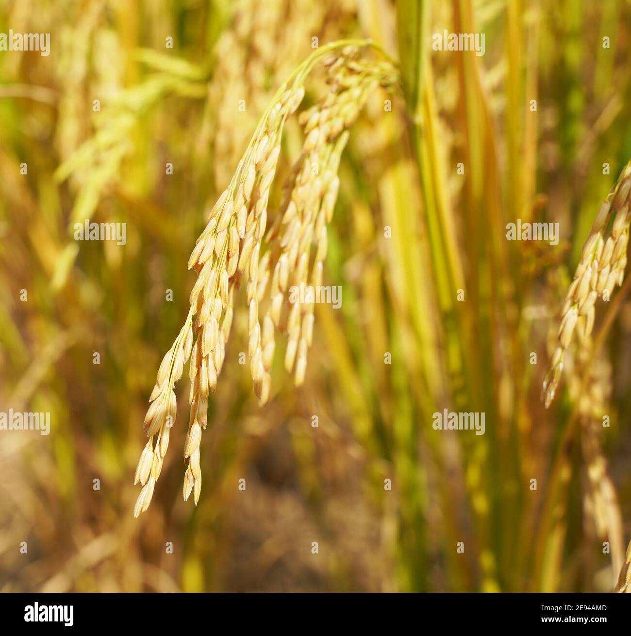 Rice field on rice paddy green color lush growing is a agriculture Stock Photo