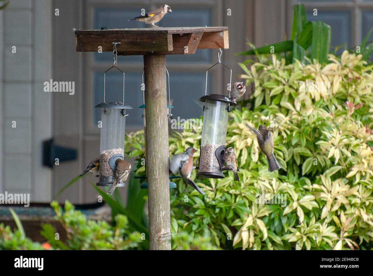 A Variety of Small Garden Birds Feeding on Sunflower Seed Hearts goldfinch goldfinches chaffinch chaffinches house sparrow sparrows carduelis cardueli Stock Photo