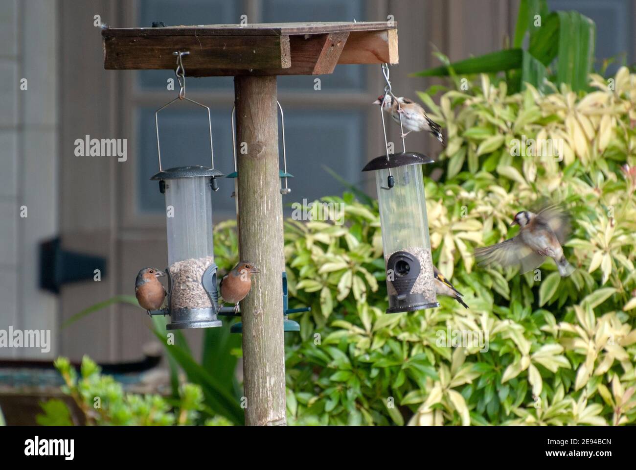 A Variety of Small Garden Birds Feeding on Sunflower Seed Hearts