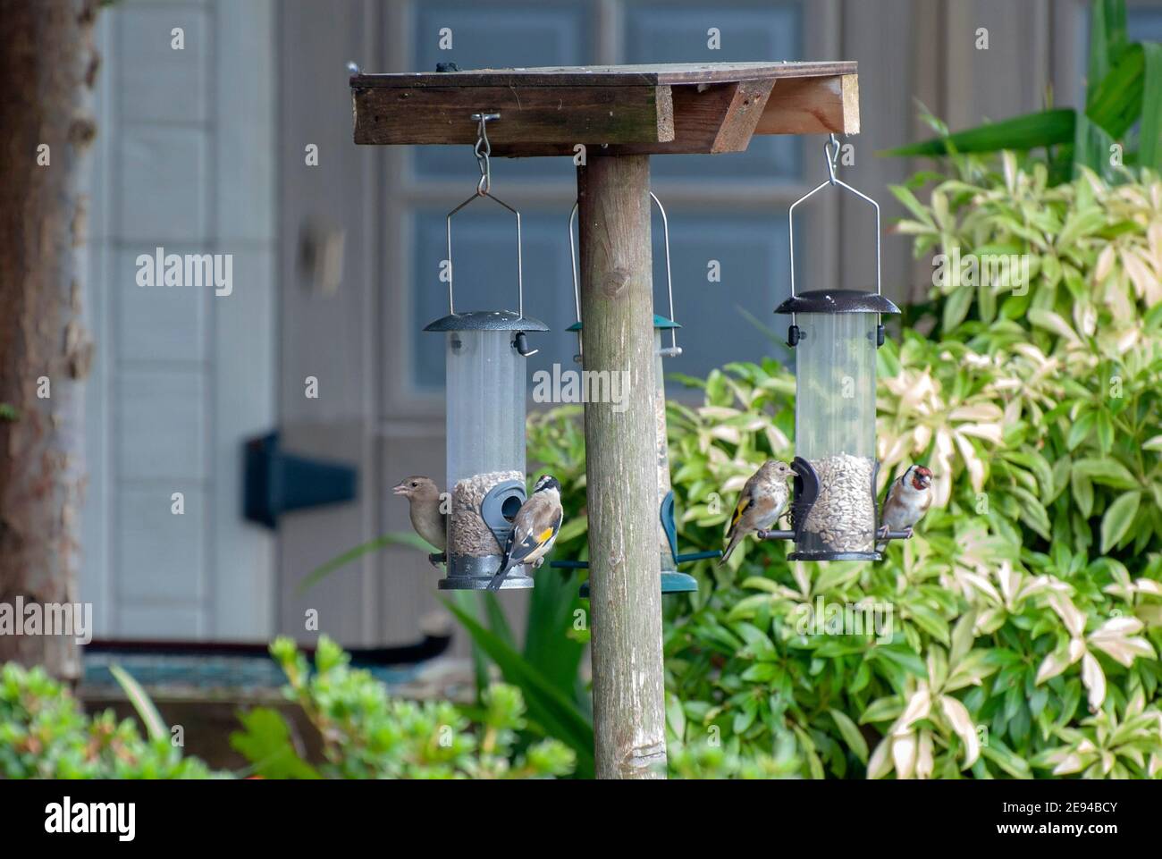 A Variety of Small Garden Birds Feeding on Sunflower Seed Hearts several four 4 goldfinch goldfinches chaffinch chaffinches carduelis carduelis fringi Stock Photo
