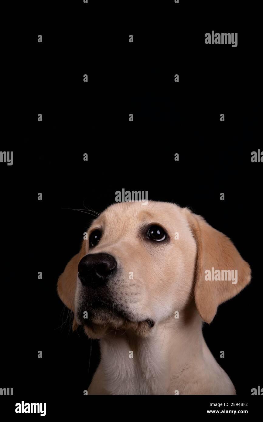 Wonderful baby labrador looking up with big ears and puppy look Stock