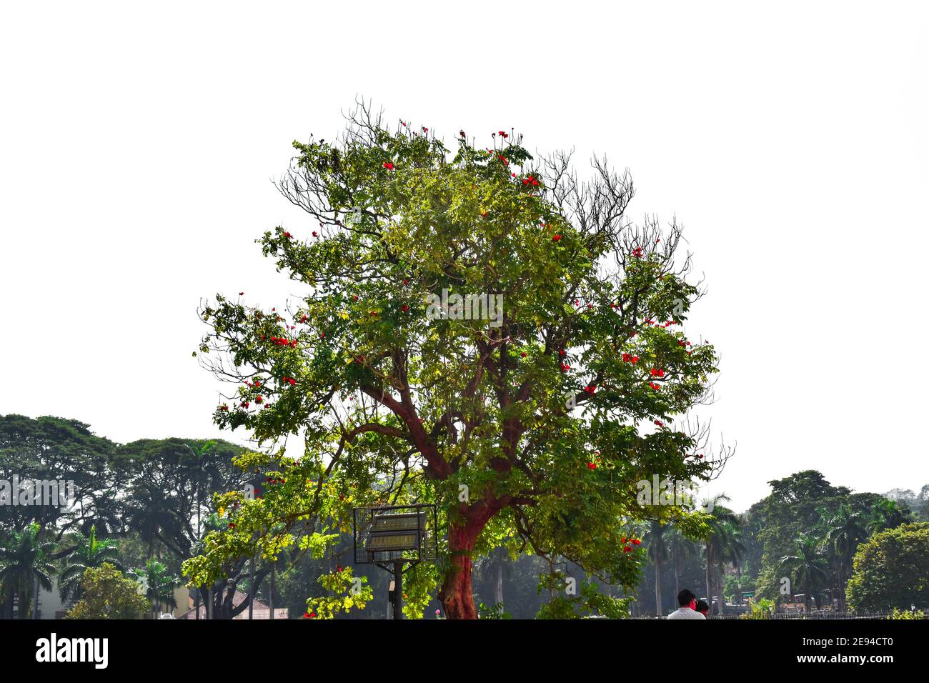 African tulip tree with white background having red flowers and green leaves Stock Photo