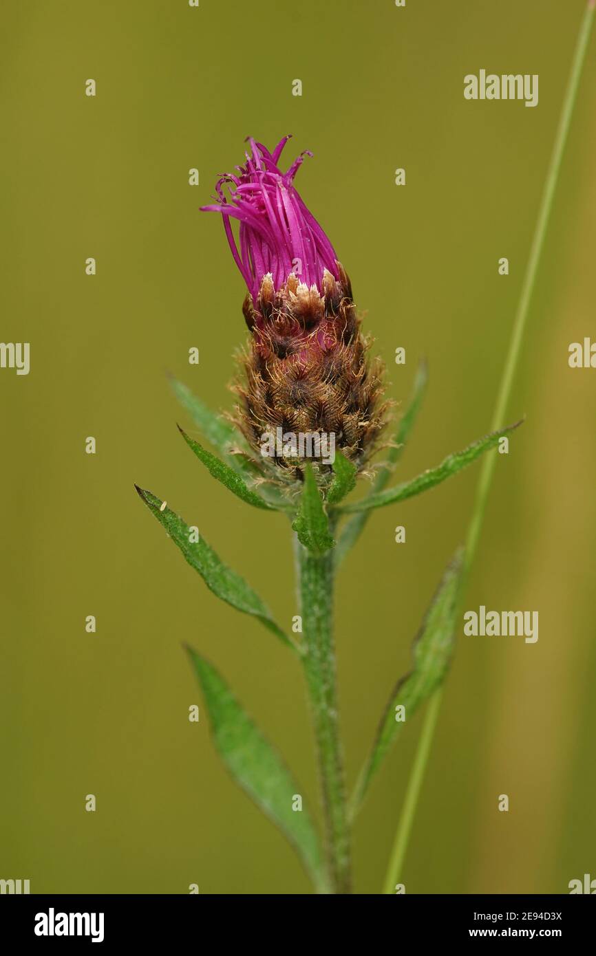 Close up of half opened flower of brown or brownray knapweed, Centaurea jacea Stock Photo