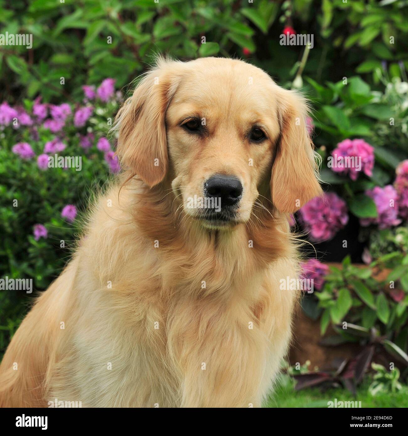 Golden retriever looking front hi-res stock photography and images - Alamy