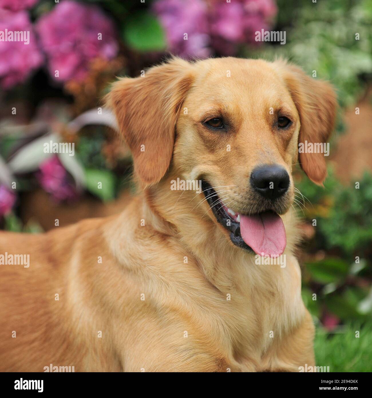 Golden retriever lying down hi-res stock photography and images - Alamy