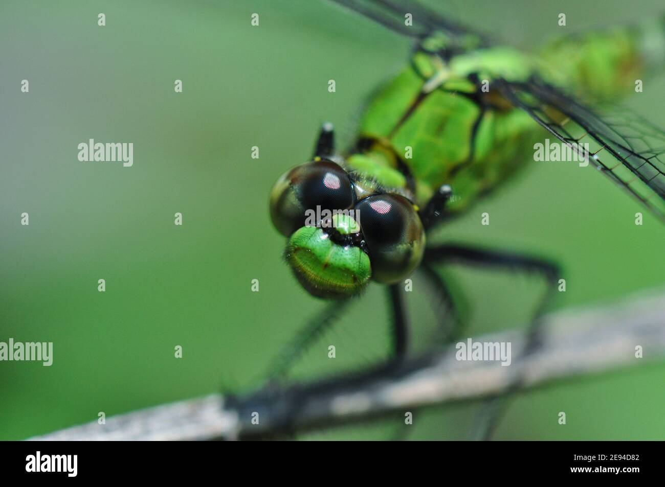 Green Dragonfly Macro Close Up Head Shot Stock Photo
