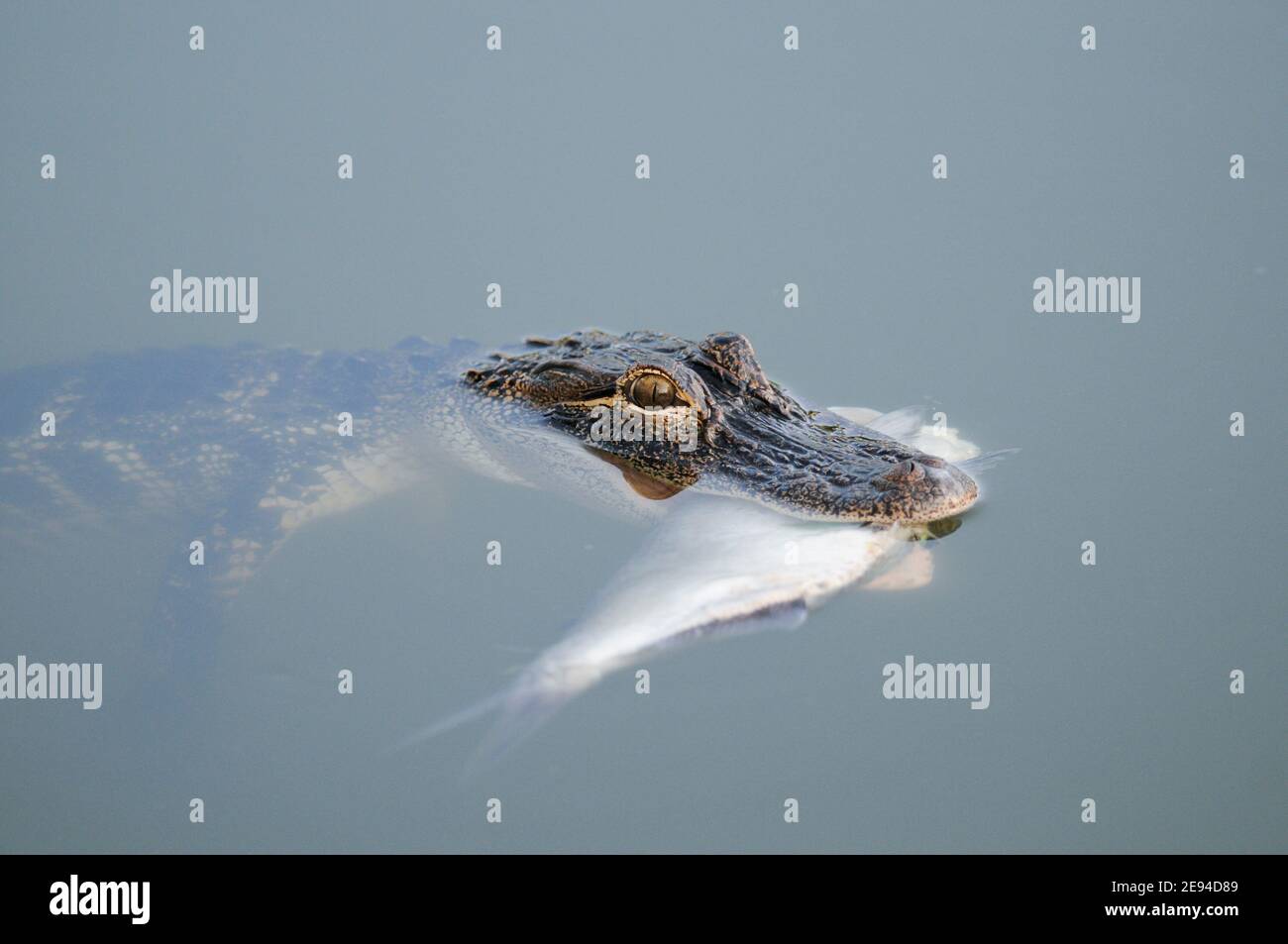 Florida Alligator feeding in the wild  Fl. USA Stock Photo