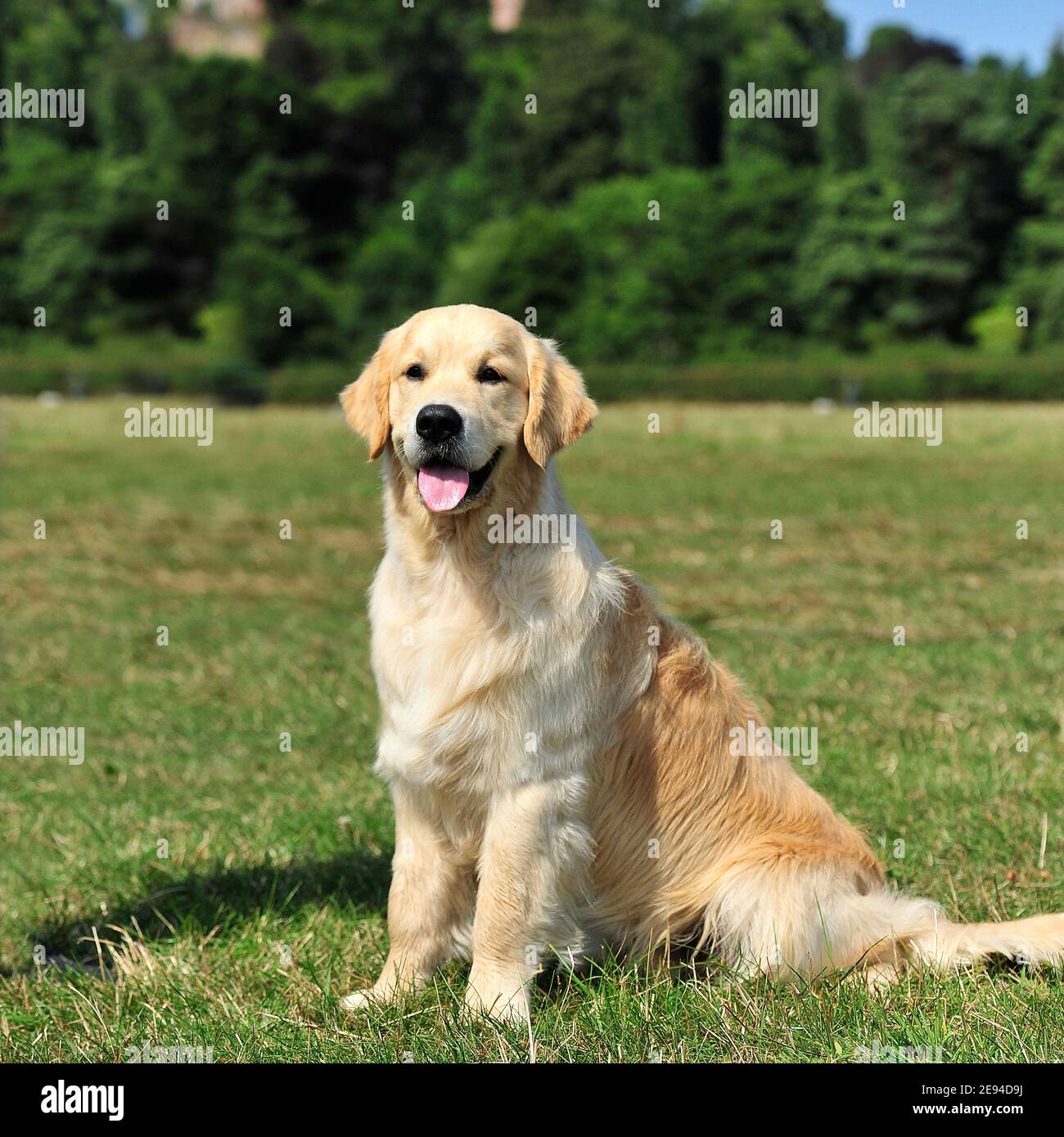 Golden Retriever dog Stock Photo Alamy