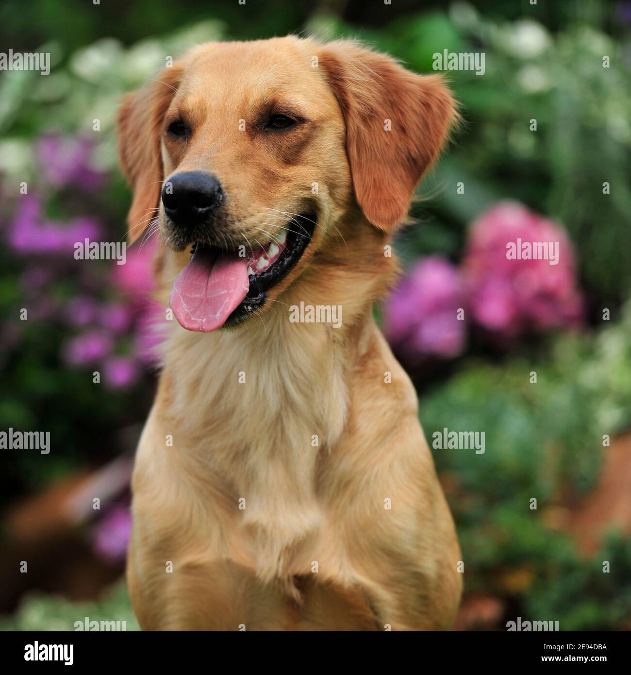 Golden retriever happy hi-res stock photography and images - Alamy