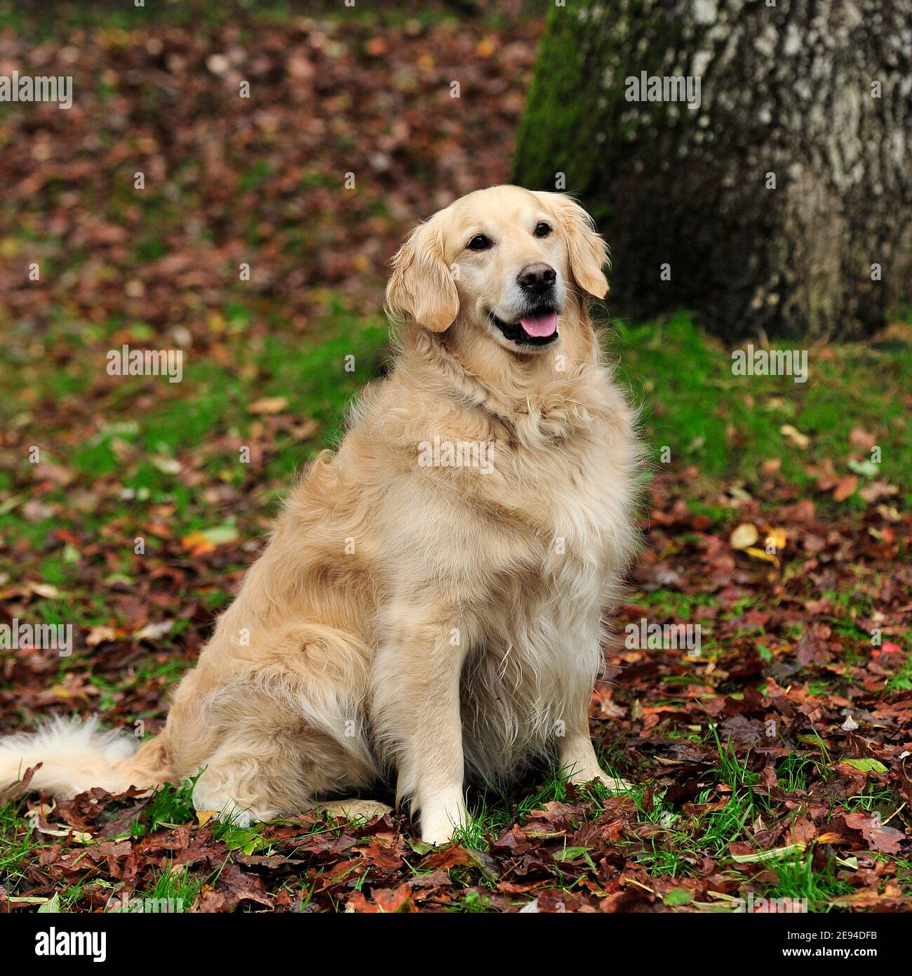 Golden Retriever dog Stock Photo