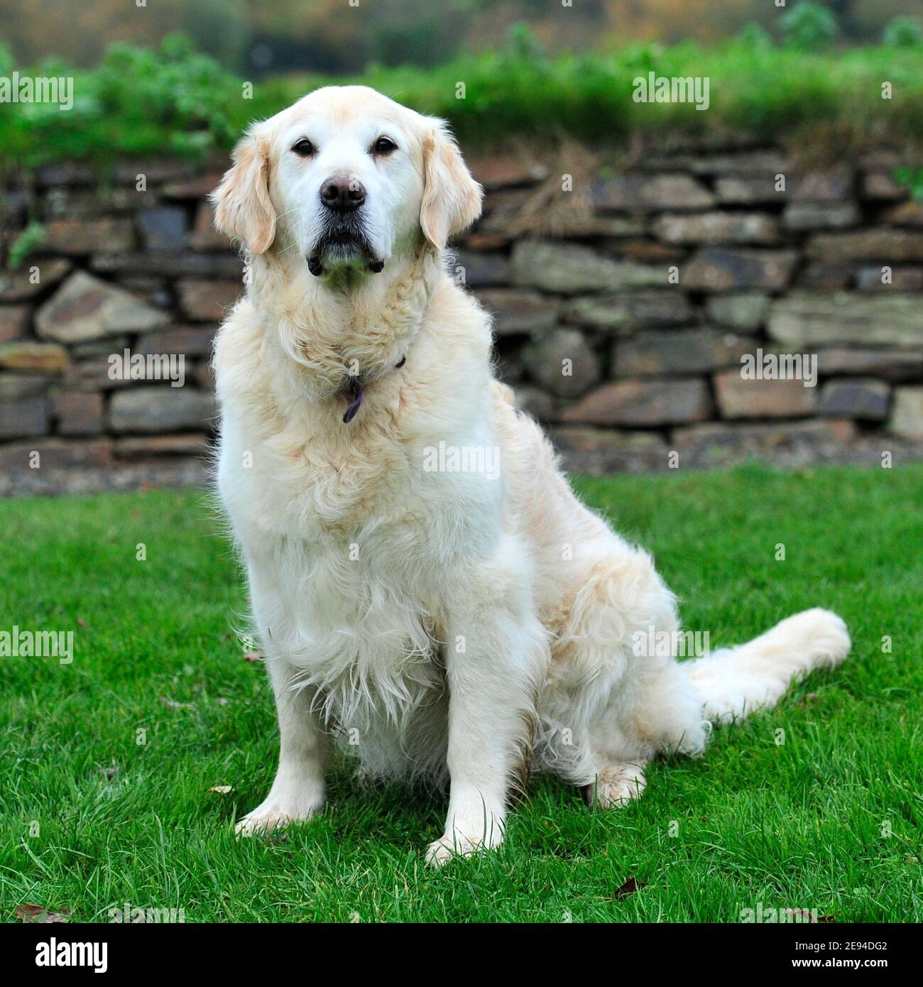 Golden Retriever dog Stock Photo