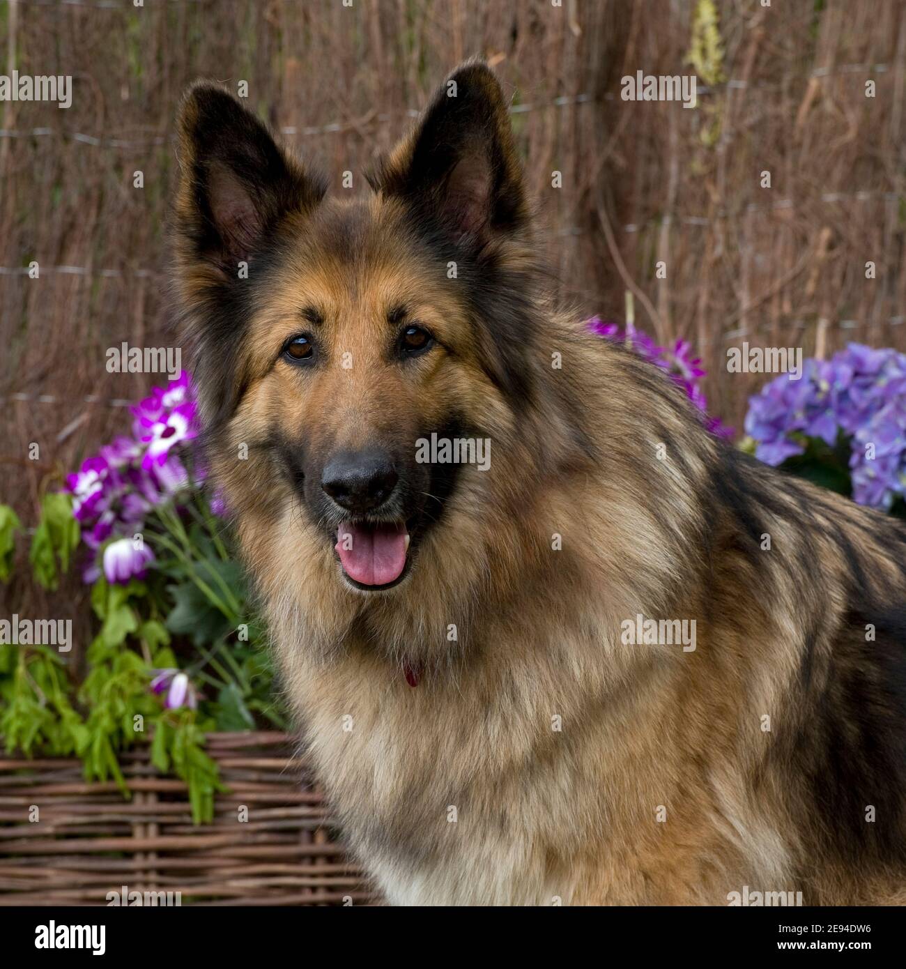 white swiss shepherd long hair