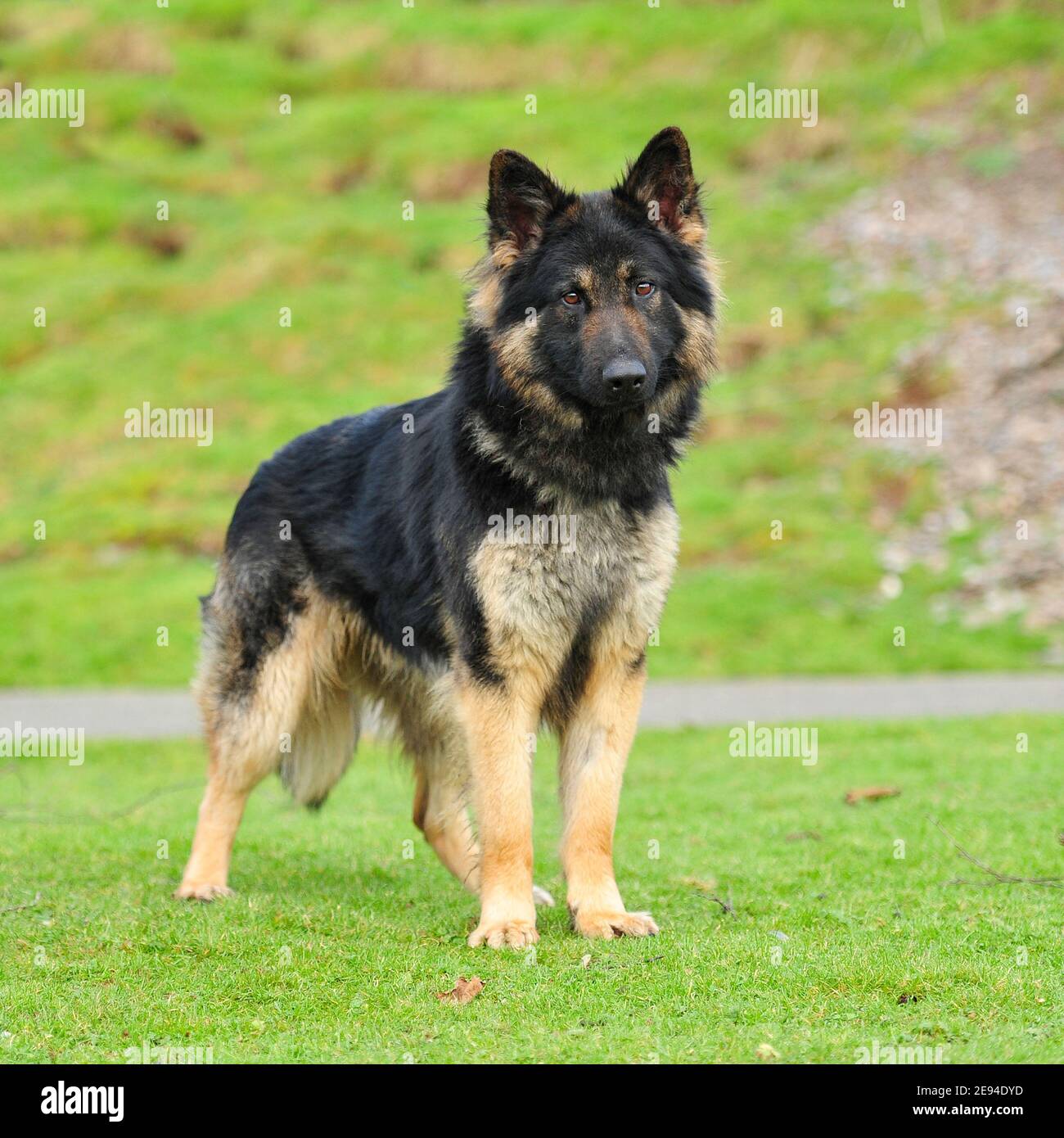 german shepherd dog Alsatian Stock Photo