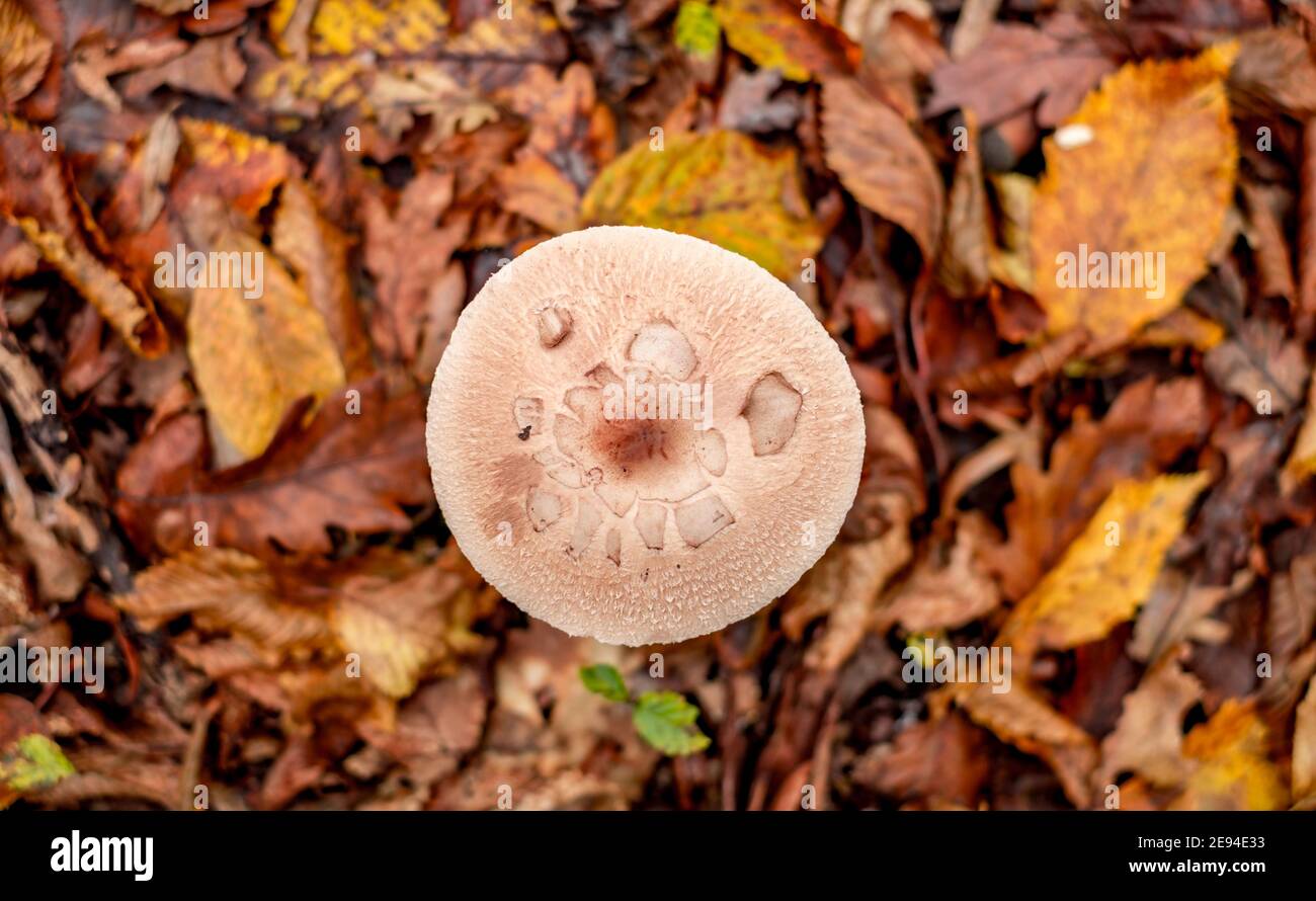 mushrooms among the autumn leaves Stock Photo