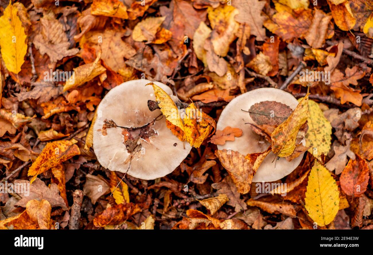 mushrooms among the autumn leaves Stock Photo