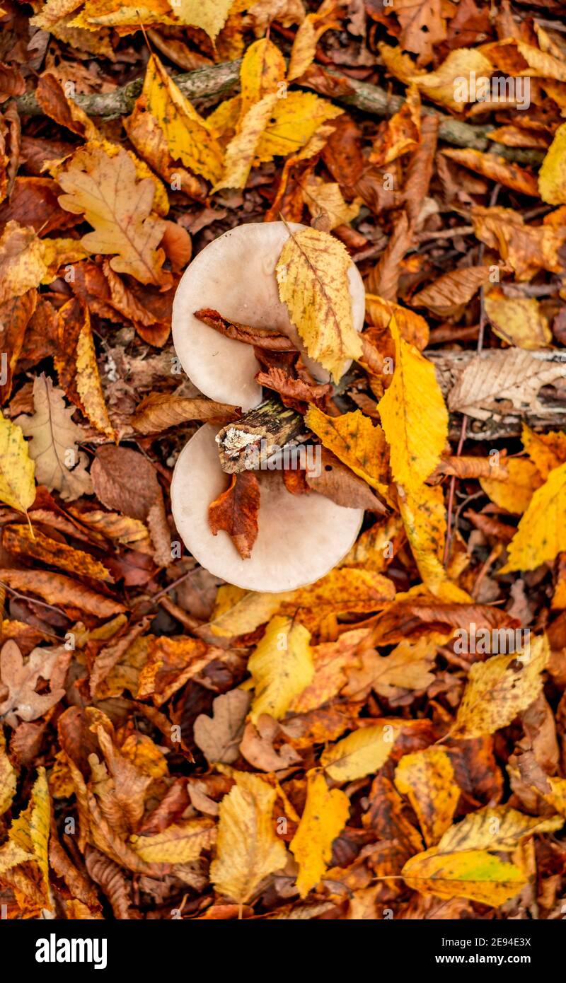 mushrooms among the autumn leaves Stock Photo