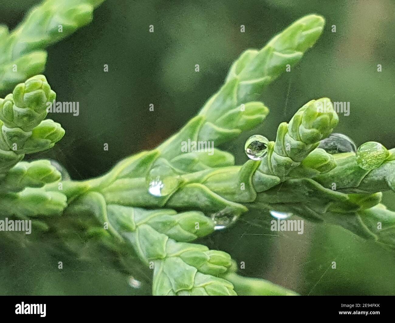 Macro of waterdrops on conifers leaves Stock Photo - Alamy